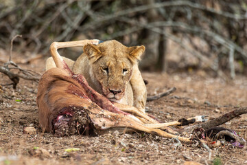 lion, femelle, lionne, Panthera leo, Afrique