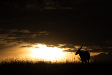 Fototapeta premium Eland antelope at sunset, Masai Mara, Kenya