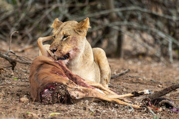 lion, femelle, lionne, Panthera leo, Afrique