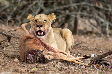 lion, femelle, lionne, Panthera leo, Afrique