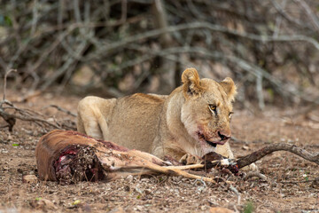 lion, femelle, lionne, Panthera leo, Afrique