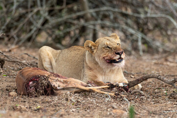 lion, femelle, lionne, Panthera leo, Afrique