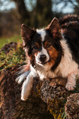 A cute australian shepherd laying on some stones in a green park with trees during sunset.