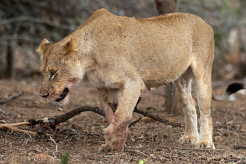 lion, femelle, lionne, Panthera leo, Afrique