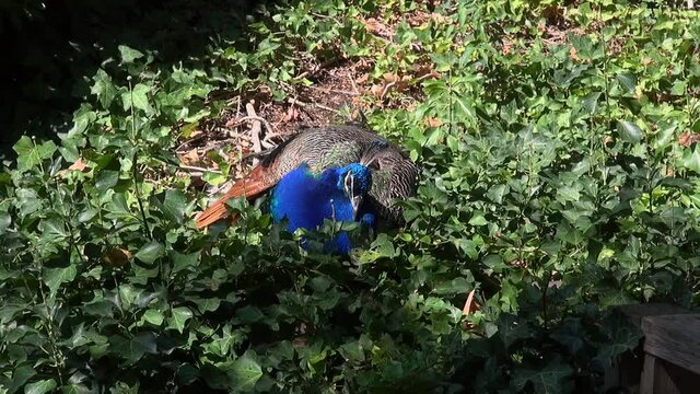 Animal fauna nature zoo conservation habitat environment captivity wildlife specimen