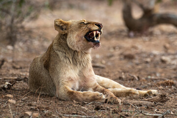 lion, femelle, lionne, Panthera leo, Afrique
