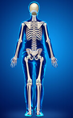 3d rendered, medically accurate illustration of a female skeleton system