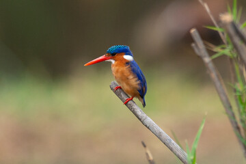 Martin pêcheur huppé,.Corythornis cristatus , Malachite Kingfisher