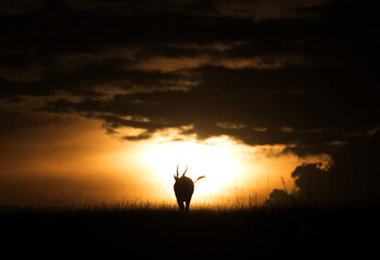 Eland antelope and the sun, Masai Mara