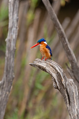 Martin pêcheur huppé,.Corythornis cristatus , Malachite Kingfisher