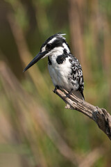 Obraz premium Martin pêcheur pie,.Ceryle rudis, Pied Kingfisher