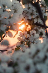 The early morning sun breaching through the branches of a cherry tree.