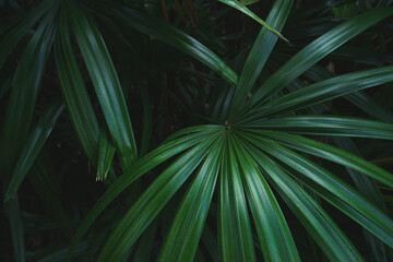 Obraz na płótnie Canvas Beautiful lady palm green leaf background.
