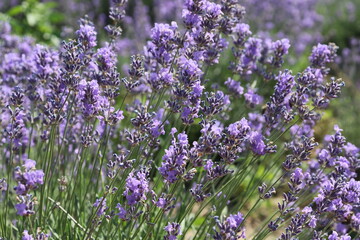 Obraz premium lavender near