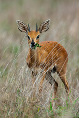 Steinbock, Raphicerus campestris, Parc national Kruger, Afrique du Sud