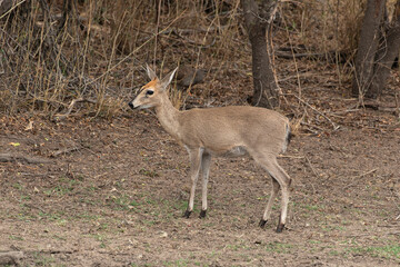 Steinbock, Raphicerus campestris, Parc national Kruger, Afrique du Sud