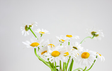 Wildflowers. Daisy. Bouquet of daisies on a light background.