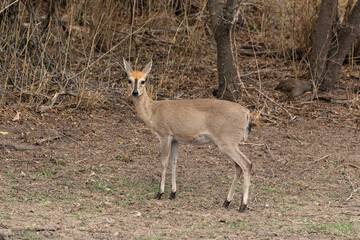 Steinbock, Raphicerus campestris, Parc national Kruger, Afrique du Sud