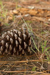 pine cone on the ground