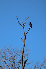 A crow on a dry branch