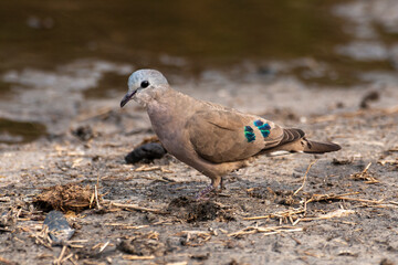 Tourtelette émeraudine,.Turtur chalcospilos, Emerald spotted Wood Dove