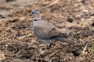 Tourterelle du Cap,
Streptopelia capicola, Ring necked Dove