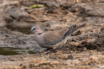 Tourterelle du Cap,
Streptopelia capicola, Ring necked Dove