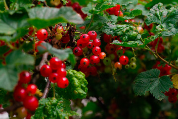 Many branches of ripe red currant berries ripened on the bush in summer