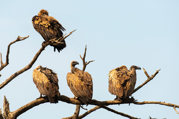 Vautour africain,.Gyps africanus, White backed Vulture, Parc national Kruger, Afrique du Sud