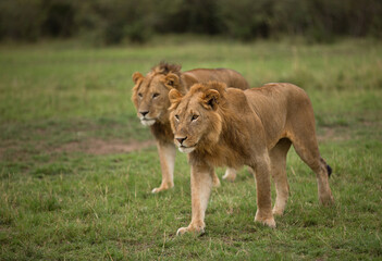 Naklejka na ściany i meble A pair of lions at Masai Mara, Kenya