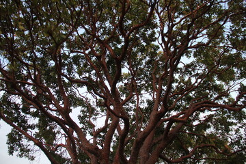 Wild family tree but graceful.