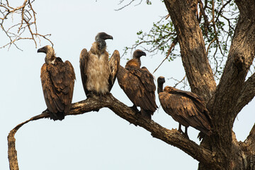 Vautour africain,.Gyps africanus, White backed Vulture, Parc national Kruger, Afrique du Sud