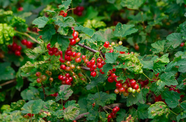 Obraz premium Branches of the stiglio chervono currant yak background. Berries in the garden in summer