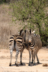 Obraz premium Zèbre de Burchell, Equus quagga burchelli, Parc national Kruger, Afrique du Sud