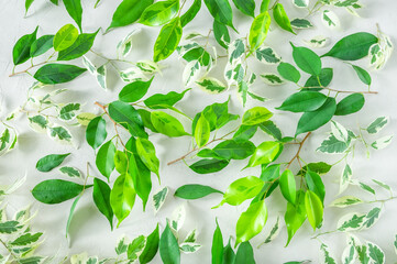 The leaves of Benjamin's ficus of various varieties lie on a light surface with the texture of plaster. View from above, horizontal orientation, selective focus.