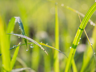 Water droplets with grass in the morning are sunny.