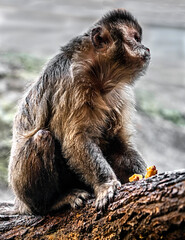 Brown capuchin also known as tufted capuchin. Latin name - Sapajus apella