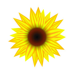 Vector - Sunflower isolated on white background. Botanical vector illustration.
