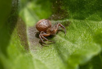  macro shot of a small brown spider with thick abdomen sitting on a green leaf