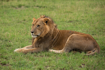 Lion resting on grasses, Masai Mara