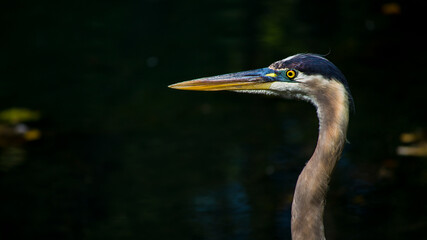 great blue heron