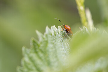  orange beetle sitting on a green leaf