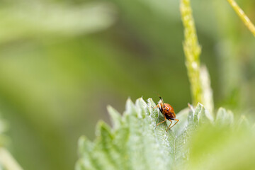  orange beetle sitting on a green leaf
