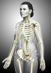 3d rendered, medically accurate illustration of a female skeleton system