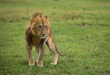 Fototapeta na wymiar Lion at Savannah, Masai Mara, Kenya
