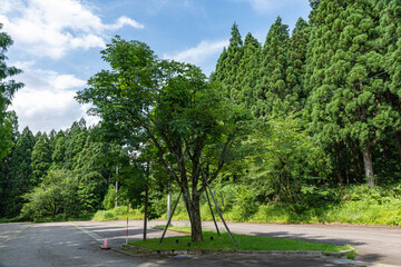 山麓の公園