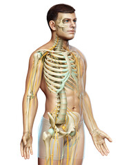 3d rendered medically accurate illustration of the nervous system and skeleton system