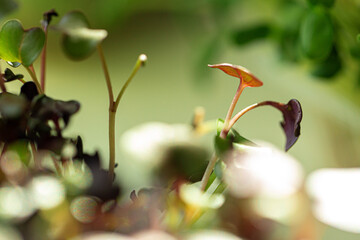 Obraz na płótnie Canvas Salad micro greens growing bunch close up