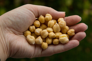 chickpeas in hand