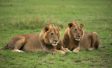 Fototapeta na wymiar A pair of Lions looking curiously, Masai Mara